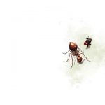 ჭიანჭველებსა და ადამიანებზე